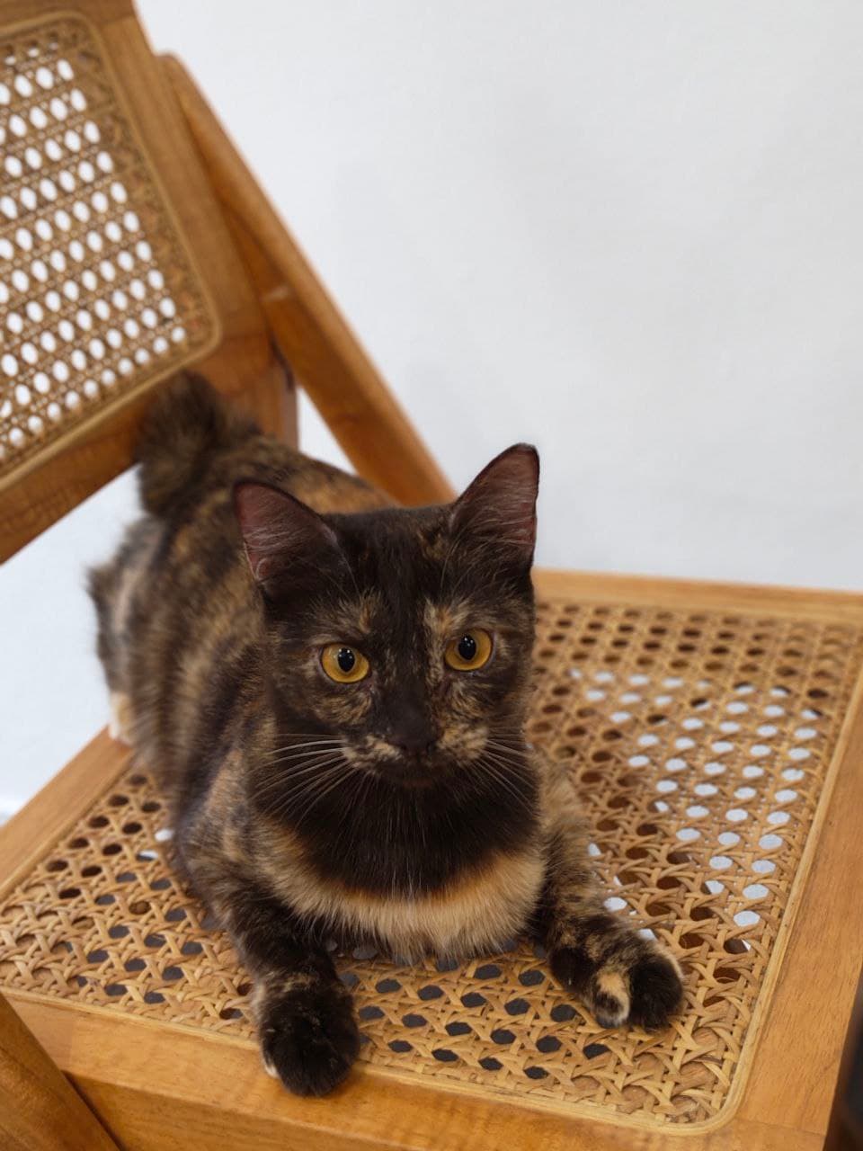Tortoiseshell cat resting on a rattan chair at Kuro Cat Hotel