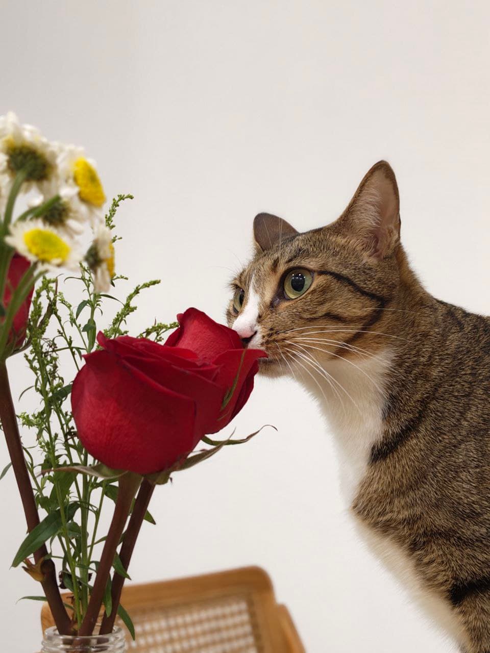 虎斑猫咪嗅闻一支红玫瑰与几朵白色雏菊,摄于 Kuro Cat 猫咪酒店
