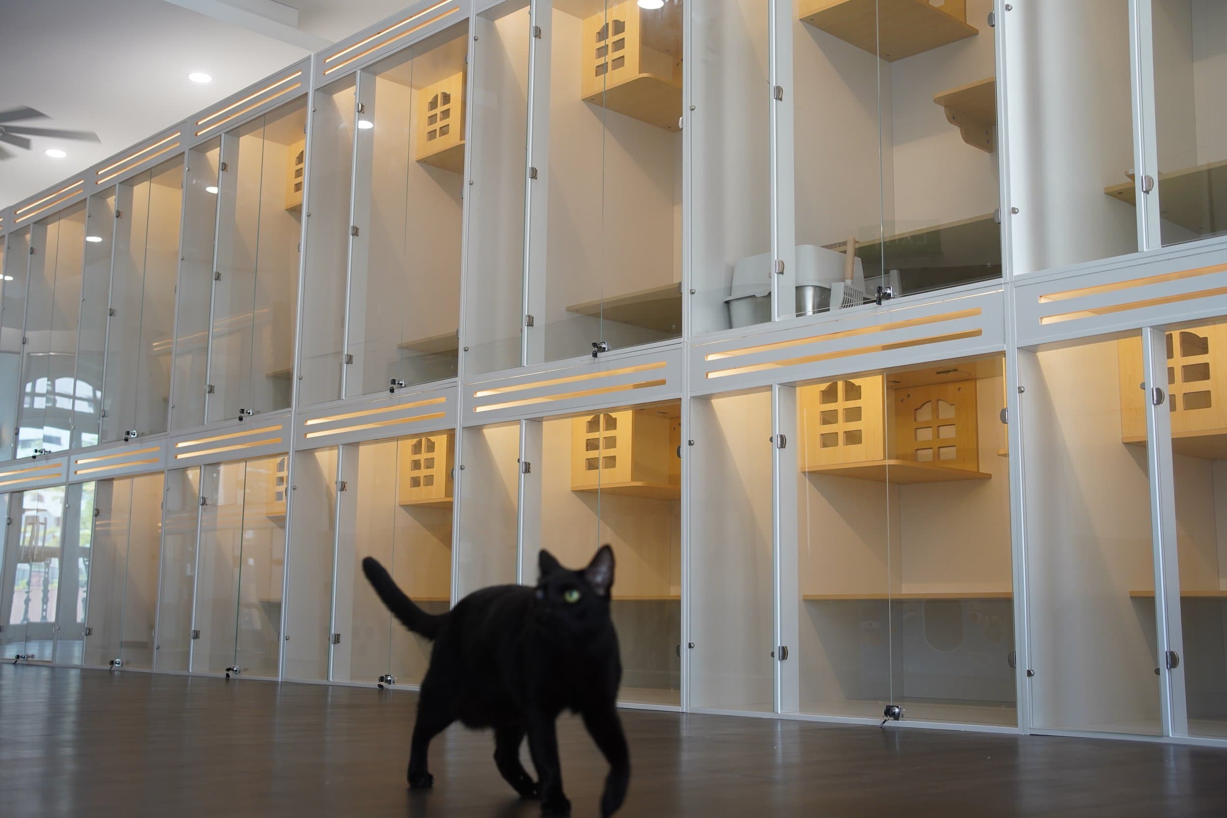 一只黑猫走过 Kuro Cat 猫咪酒店三楼的玻璃门 Loft 套房,白色门框搭配暖色灯光,每间套房内设木制房型睡眠舱