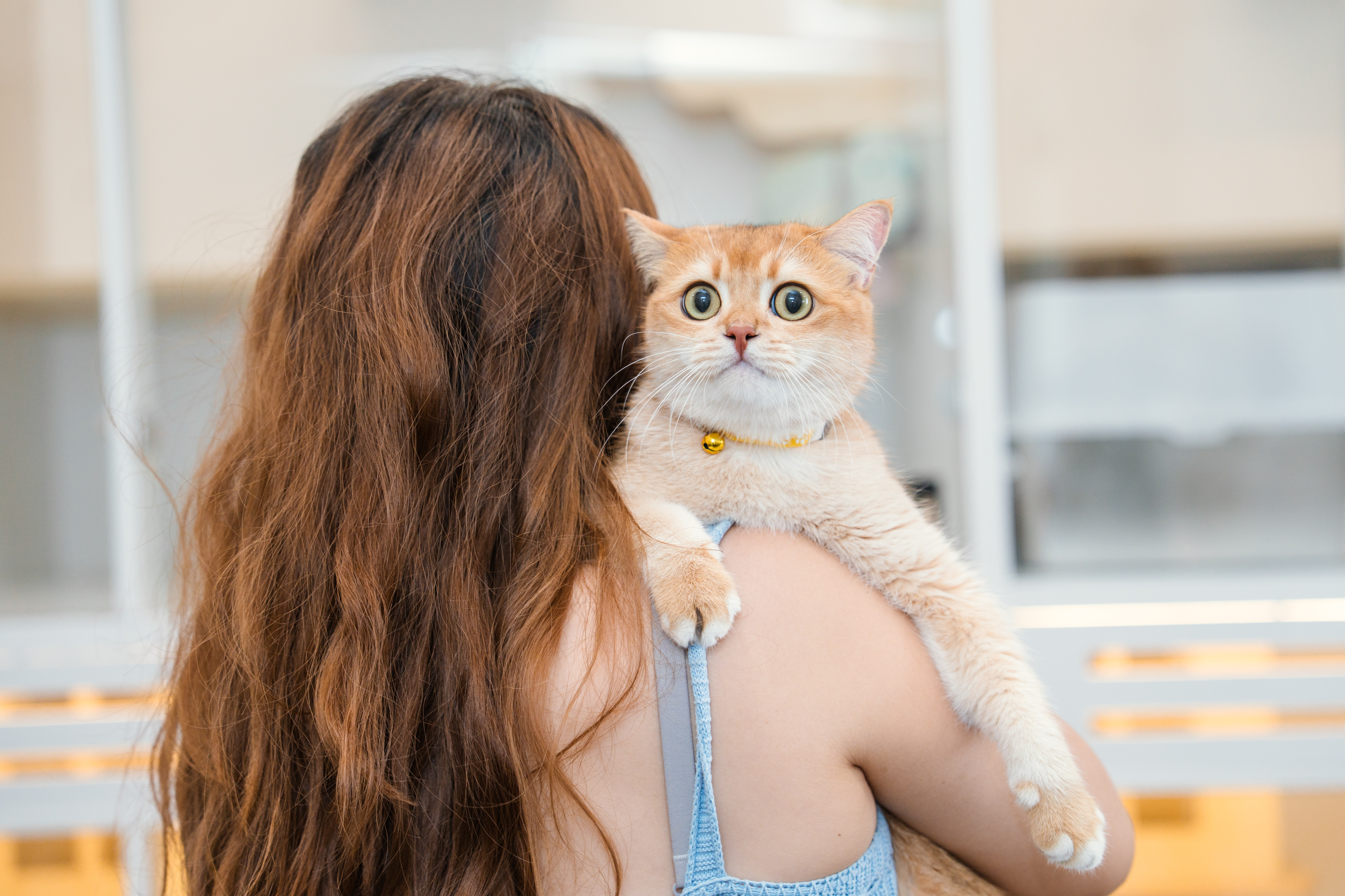 猫猫 新加坡猫咪酒店· 牛车水Kuro Cat 猫咪寄宿